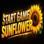 Star Game Sunflower